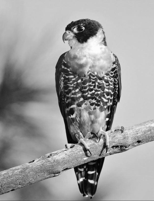 Orange-Breasted Falcon image 0