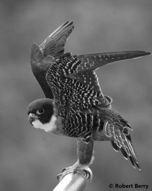 Orange-Breasted Falcon image 2