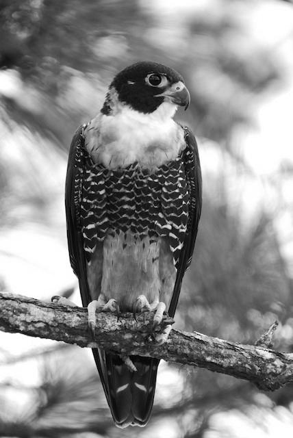 Orange-Breasted Falcon image 4