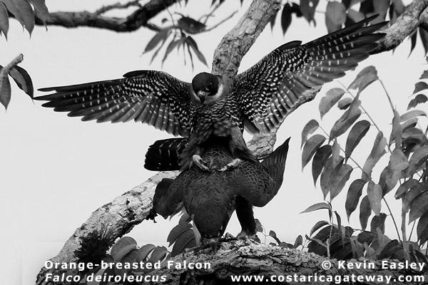 Orange-Breasted Falcon image 5
